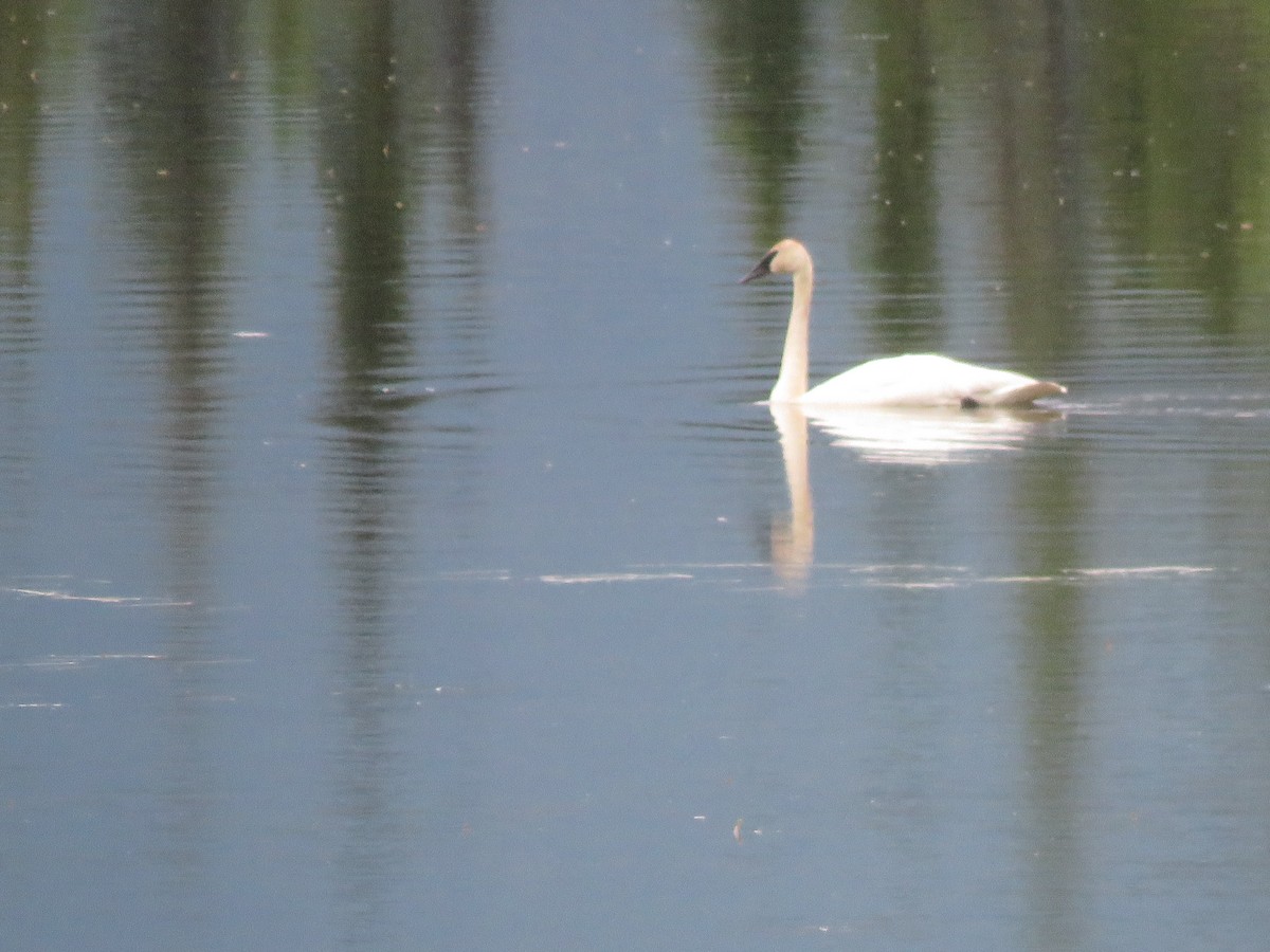 Trumpeter Swan - ML621386309