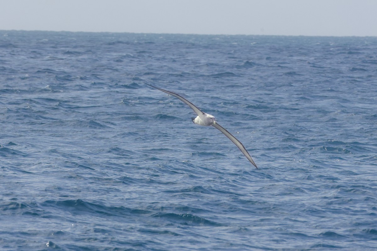 Белошапочный альбатрос - ML621386348