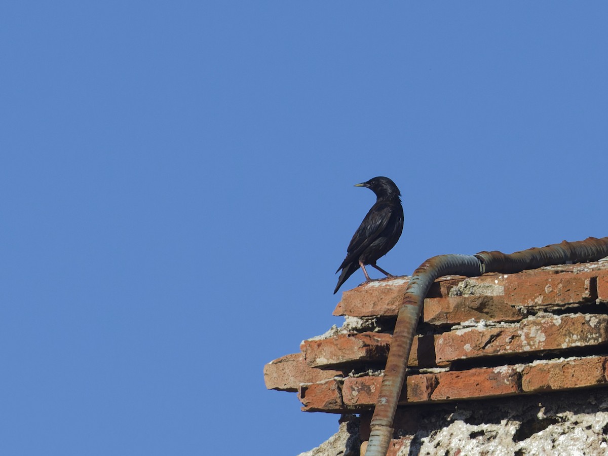 Spotless Starling - ML621386363