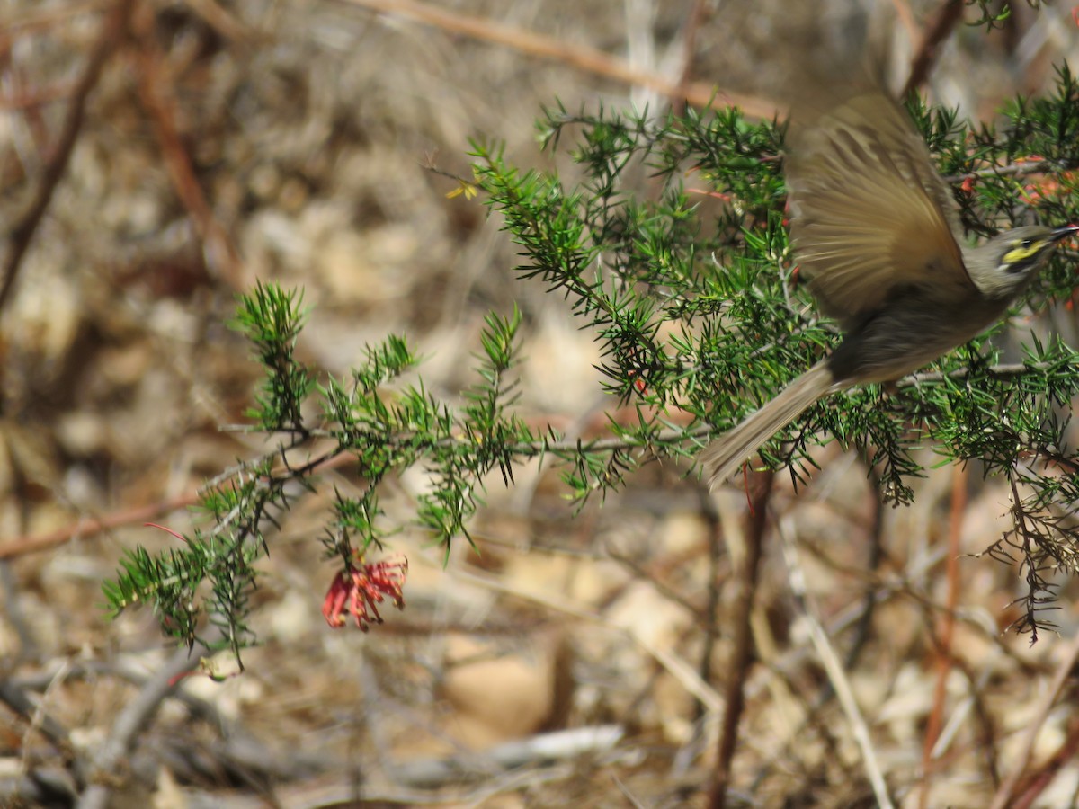 Yellow-faced Honeyeater - ML621386506