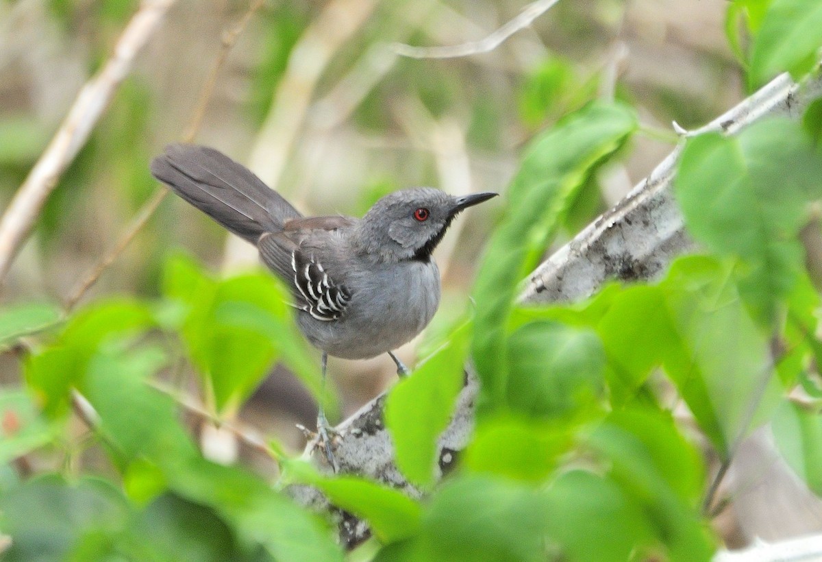 Slender Antbird - ML621386565