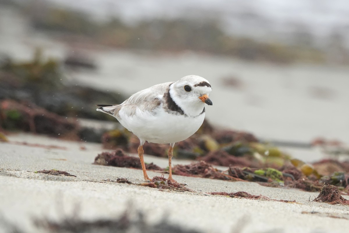 Piping Plover - ML621386566