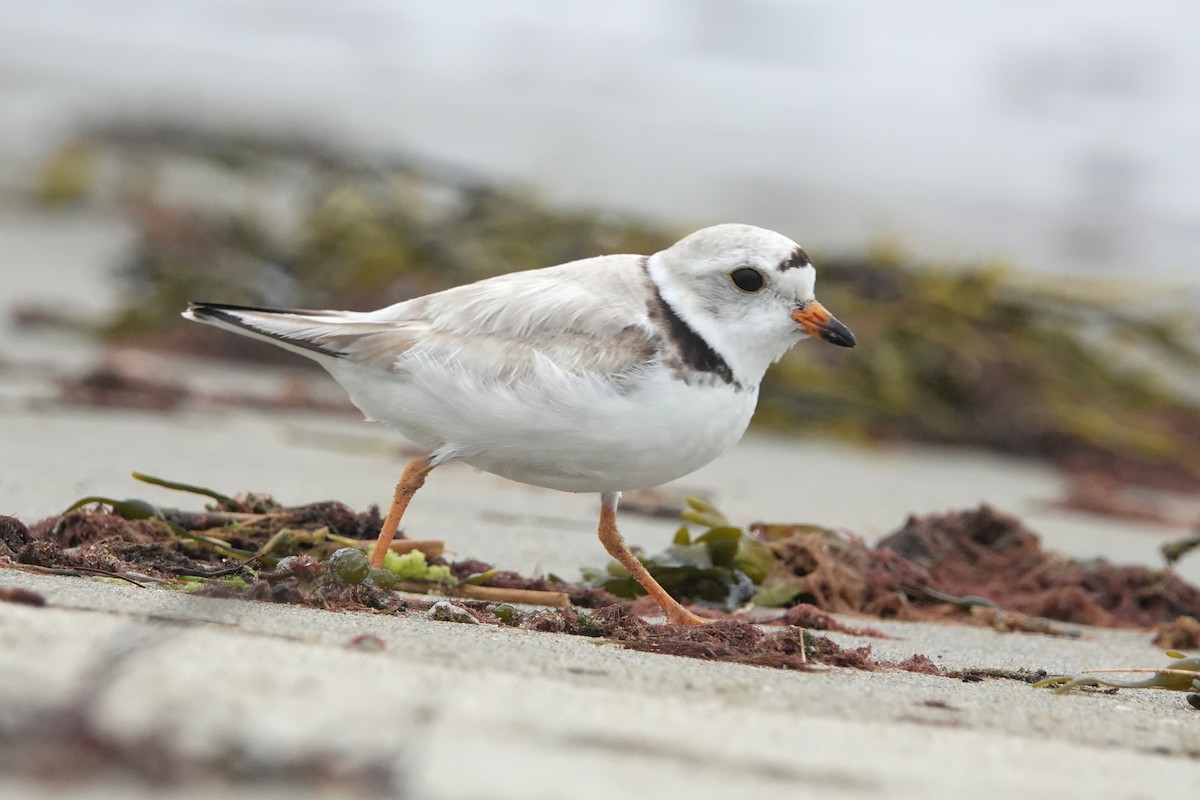 Piping Plover - ML621386567