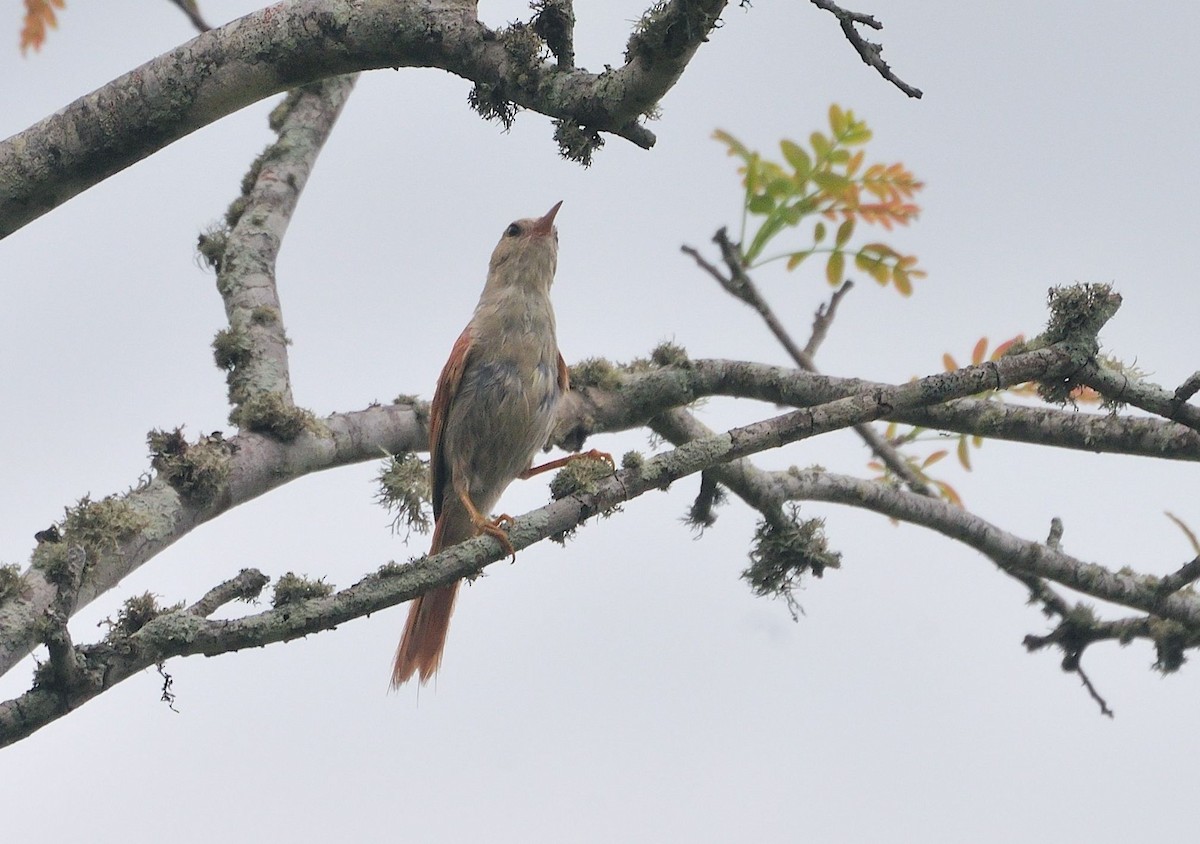 Gray-headed Spinetail - ML621386572