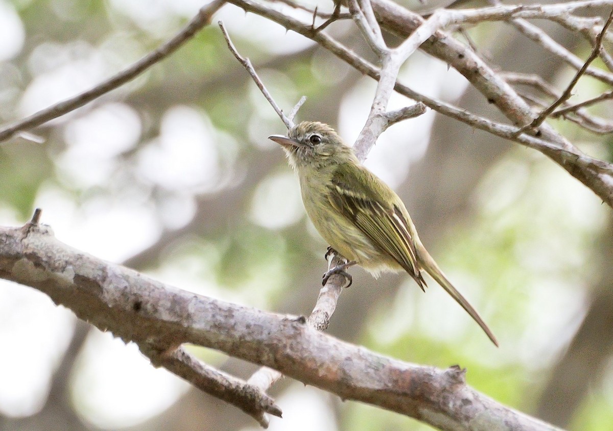 Yellow-olive Flatbill - ML621386575