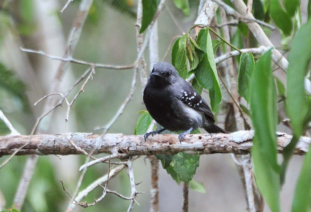 Narrow-billed Antwren - ML621386592