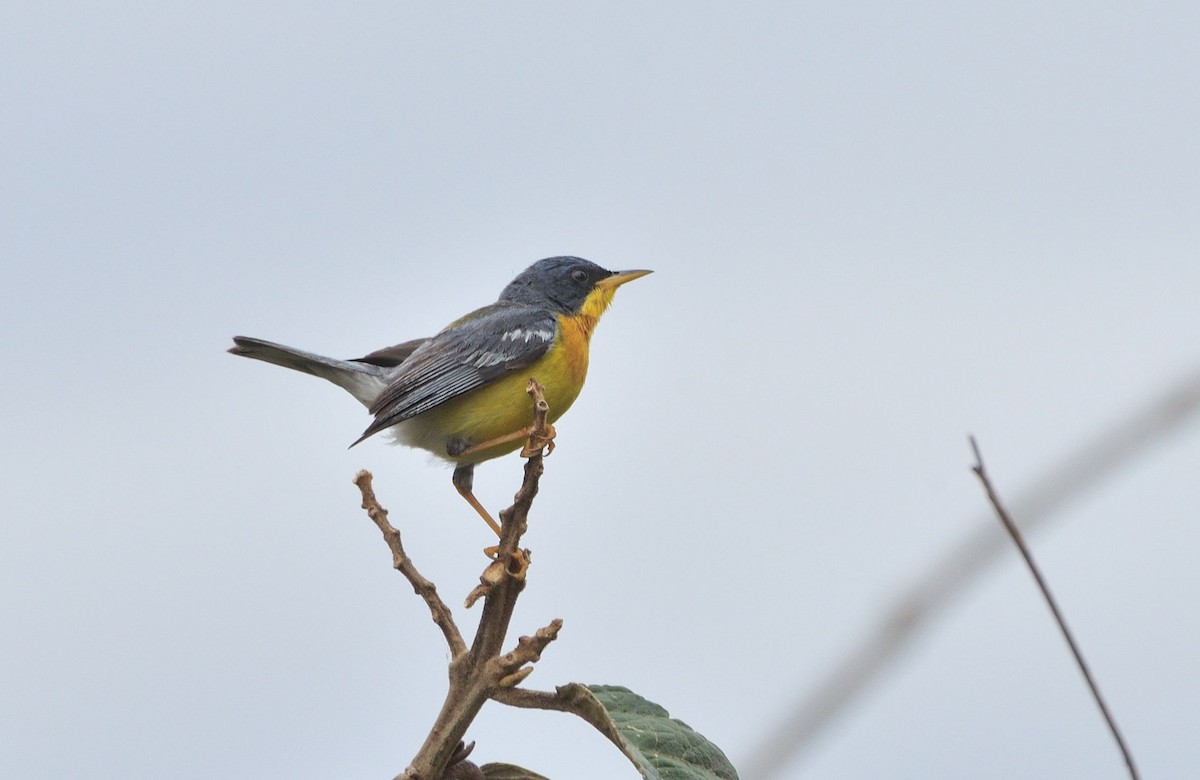 Tropical Parula - ML621386602