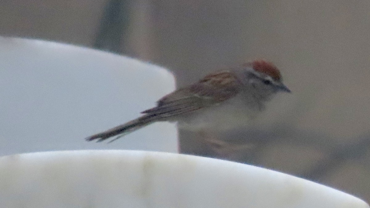 Chipping Sparrow - ML621386683