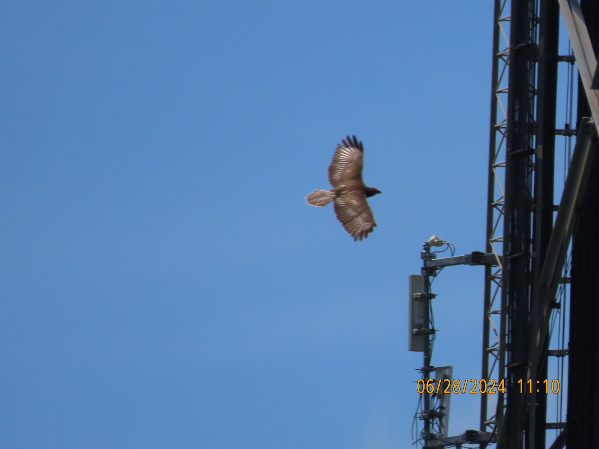 Red-tailed Hawk - ML621386689