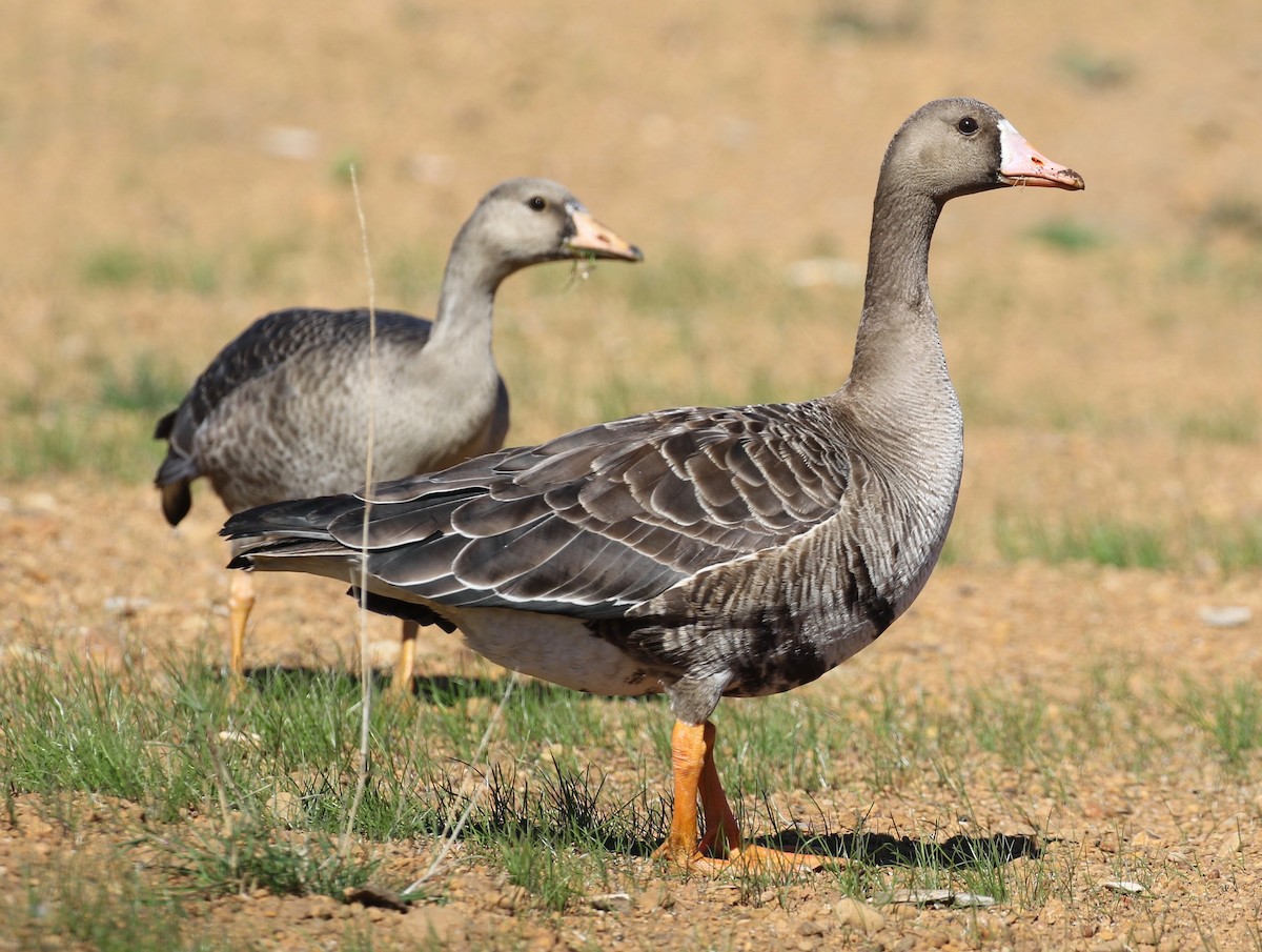 Greater White-fronted Goose - ML621386696