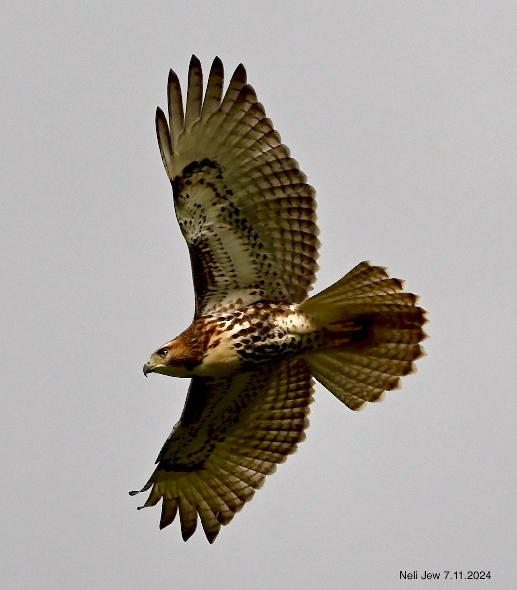 Red-tailed Hawk - ML621386704