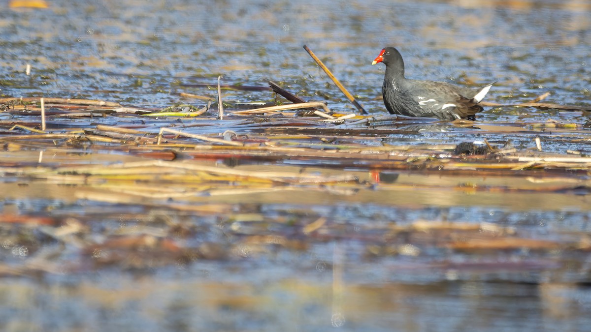 Common Gallinule - ML621386735