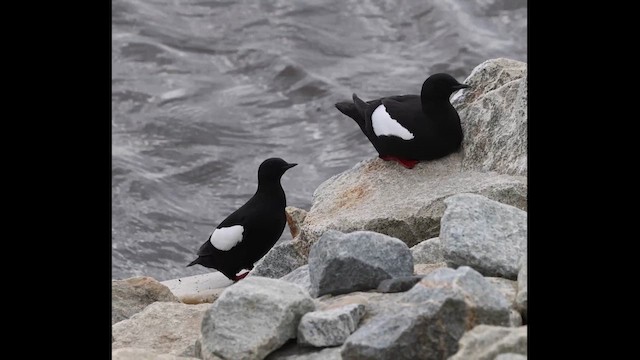 Black Guillemot - ML621386772