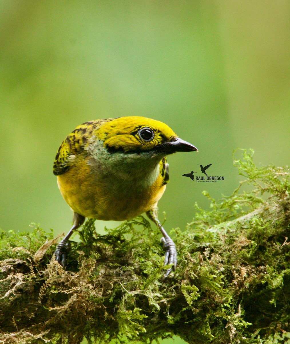 Silver-throated Tanager - ML621386833