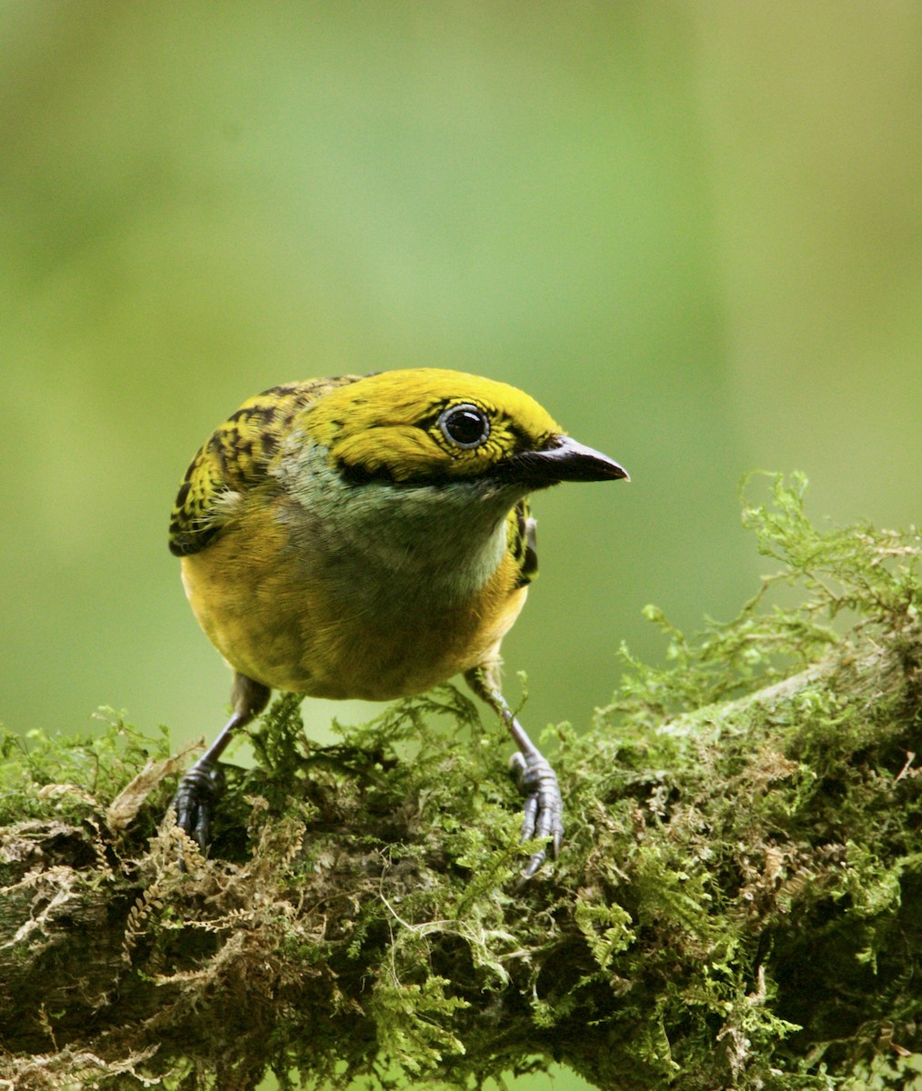 Silver-throated Tanager - ML621386834
