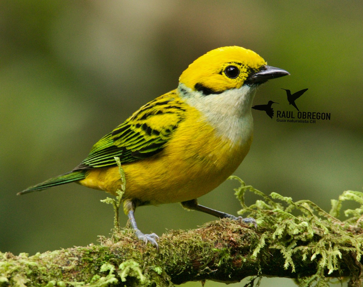 Silver-throated Tanager - ML621386835