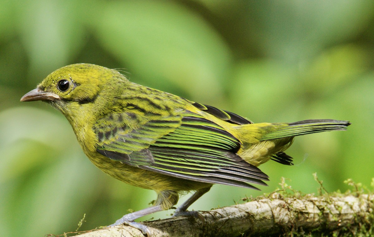 Silver-throated Tanager - ML621386836