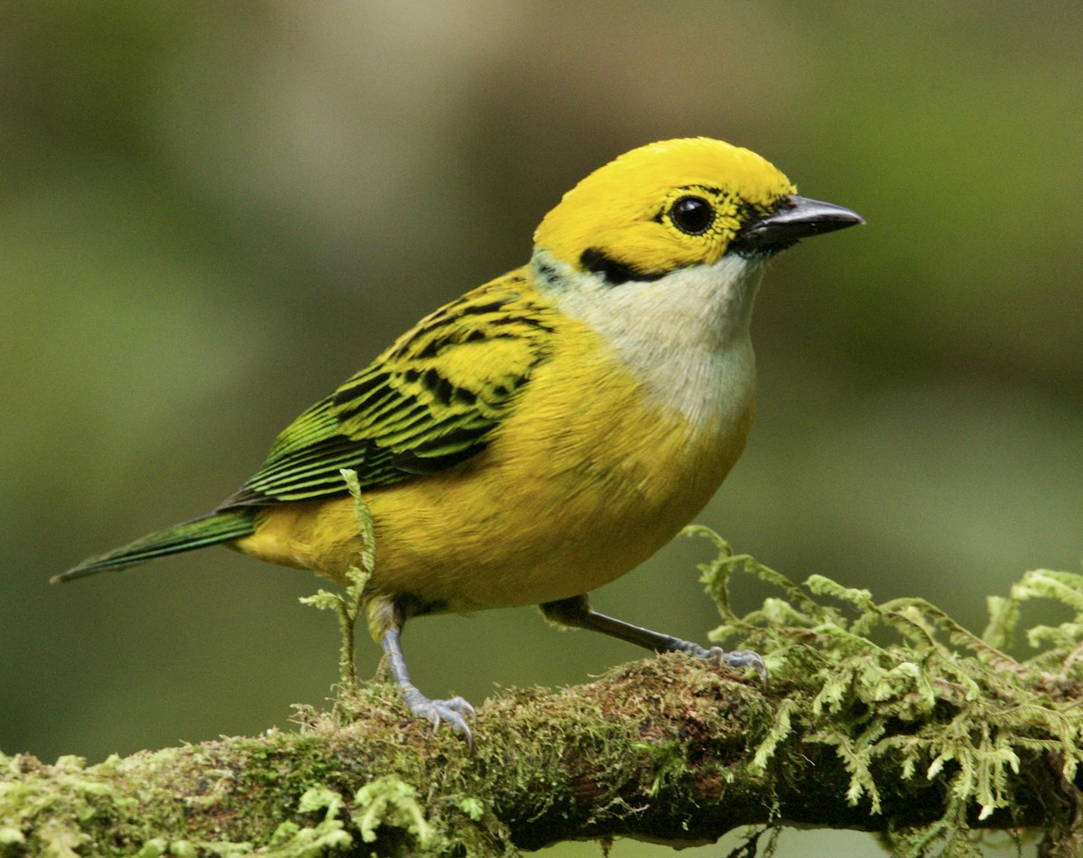 Silver-throated Tanager - ML621386837