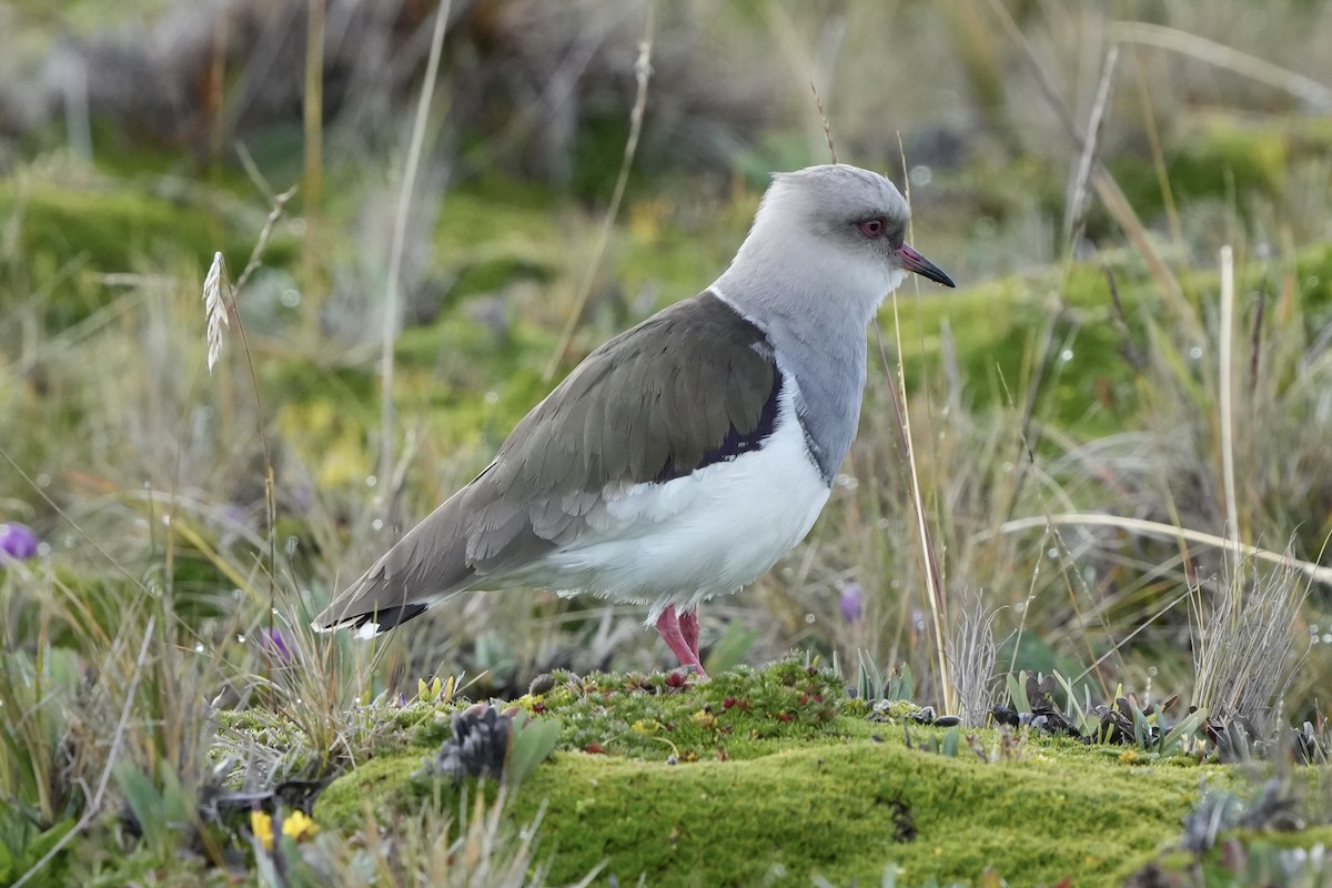 Andean Lapwing - ML621386873