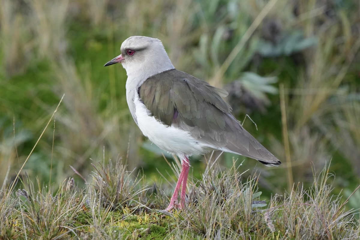 Andean Lapwing - ML621386874