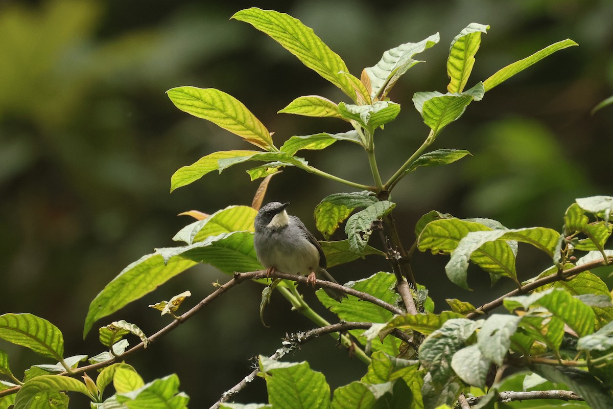 White-chinned Prinia - ML621386909