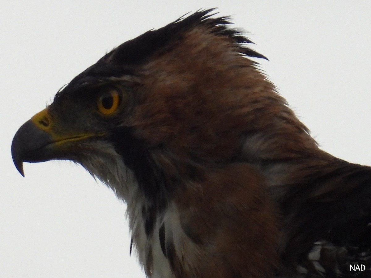 Ornate Hawk-Eagle - ML621386952
