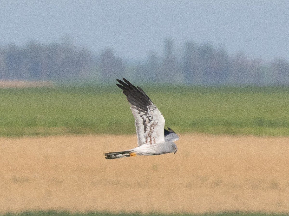 Montagu's Harrier - Ian Burgess