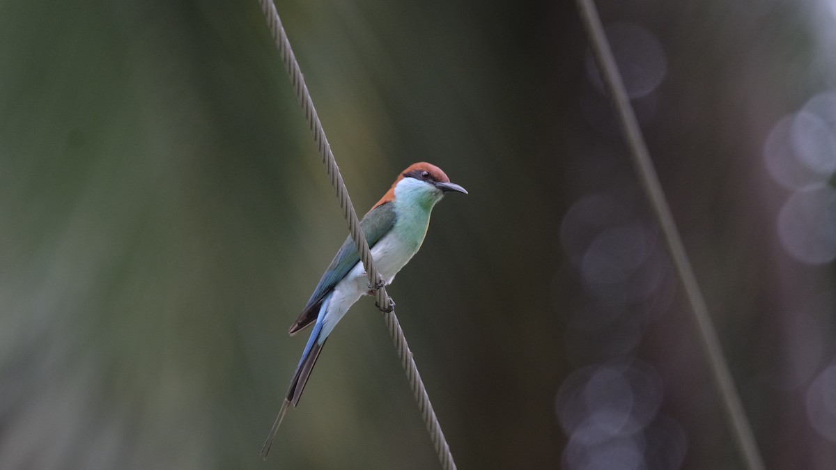 Blue-tailed Bee-eater - ML621386999