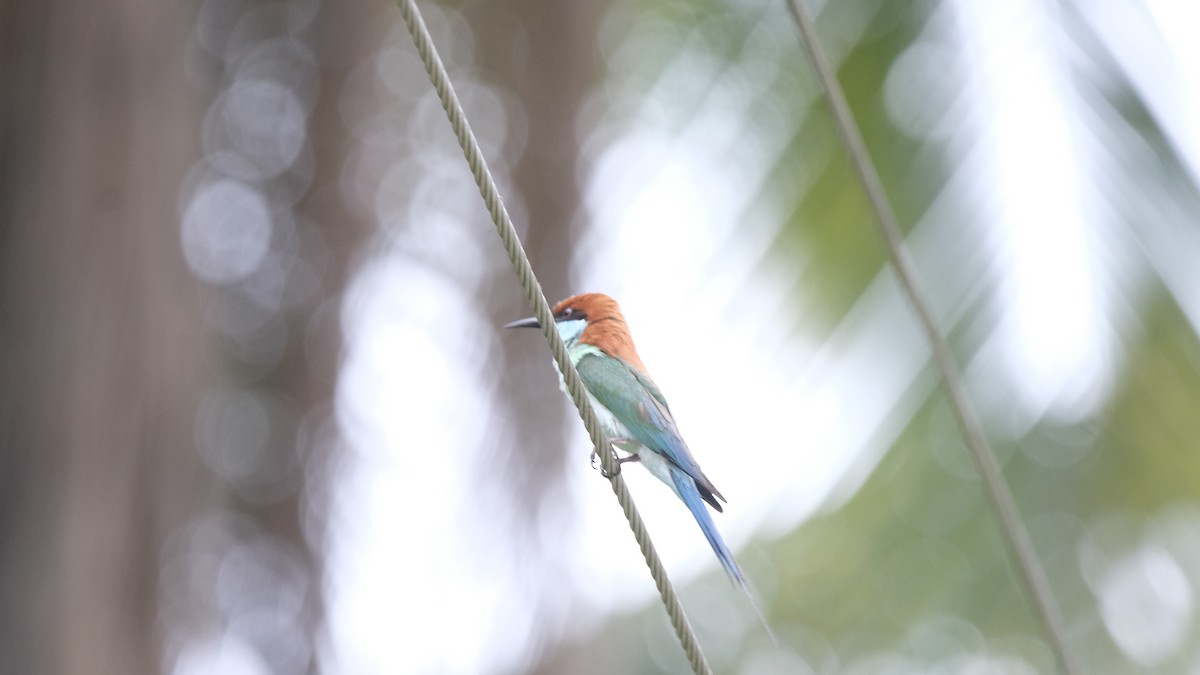 Blue-tailed Bee-eater - ML621387040