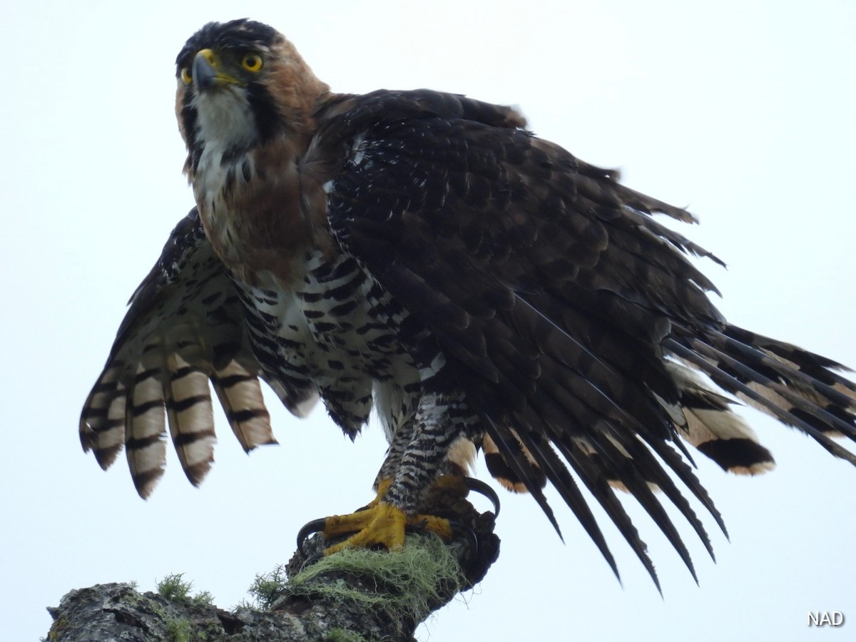 Ornate Hawk-Eagle - ML621387041