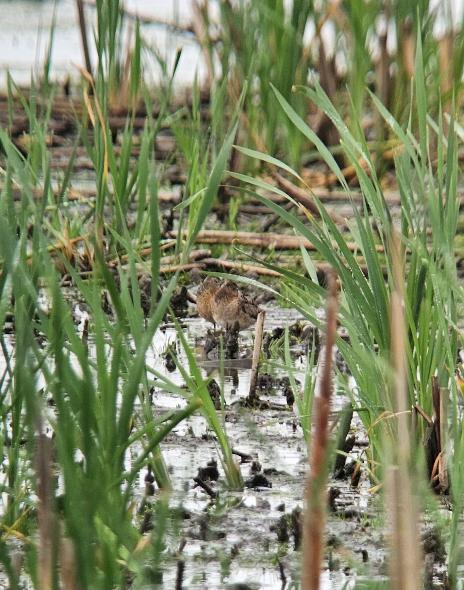 Short-billed Dowitcher - ML621387043