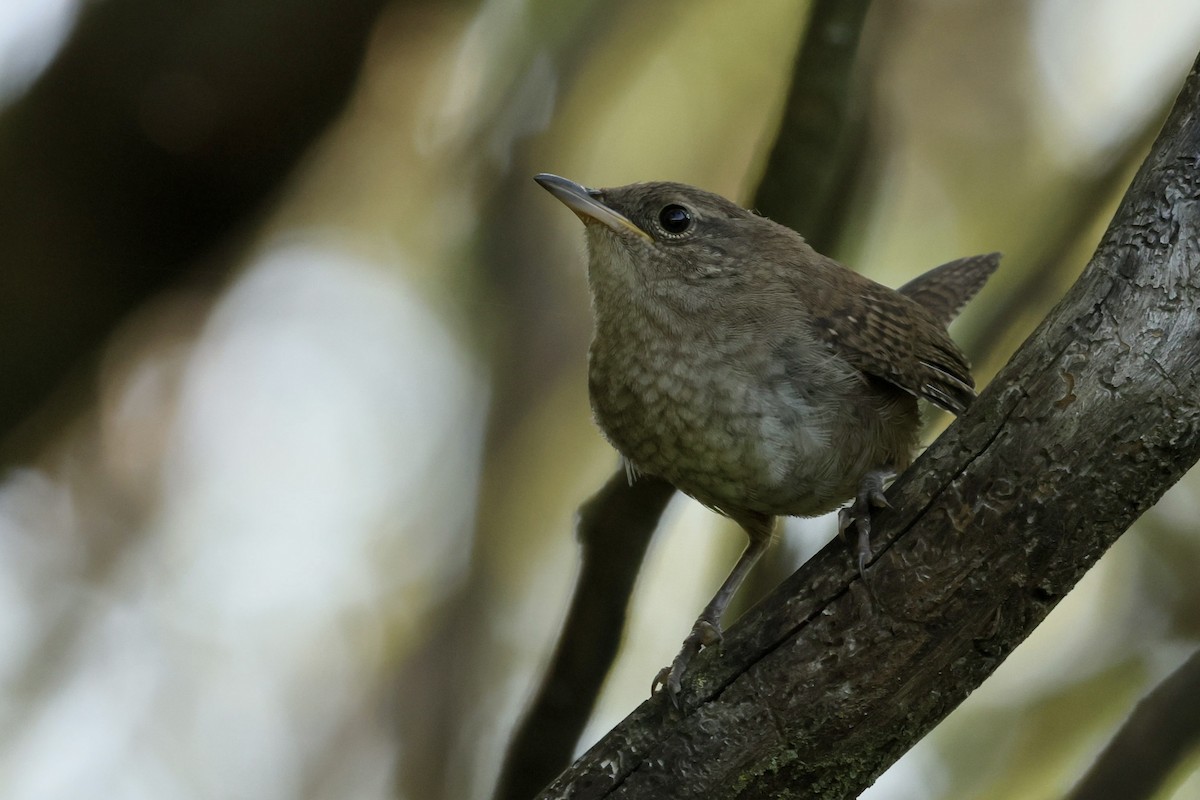 Northern House Wren - ML621387050