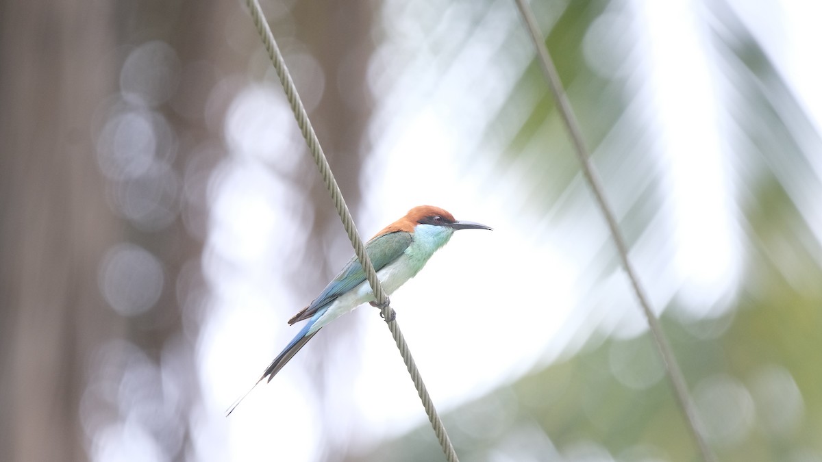 Blue-tailed Bee-eater - ML621387061