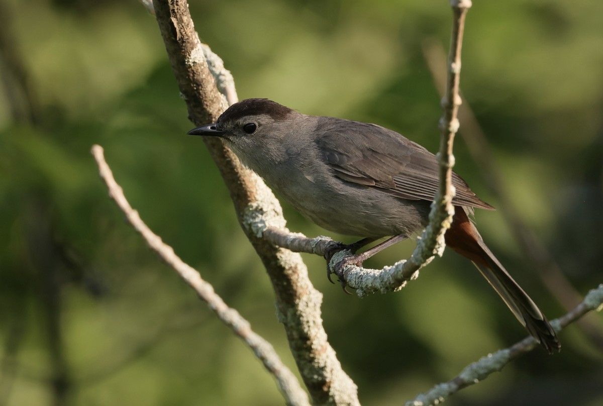 Gray Catbird - ML621387063