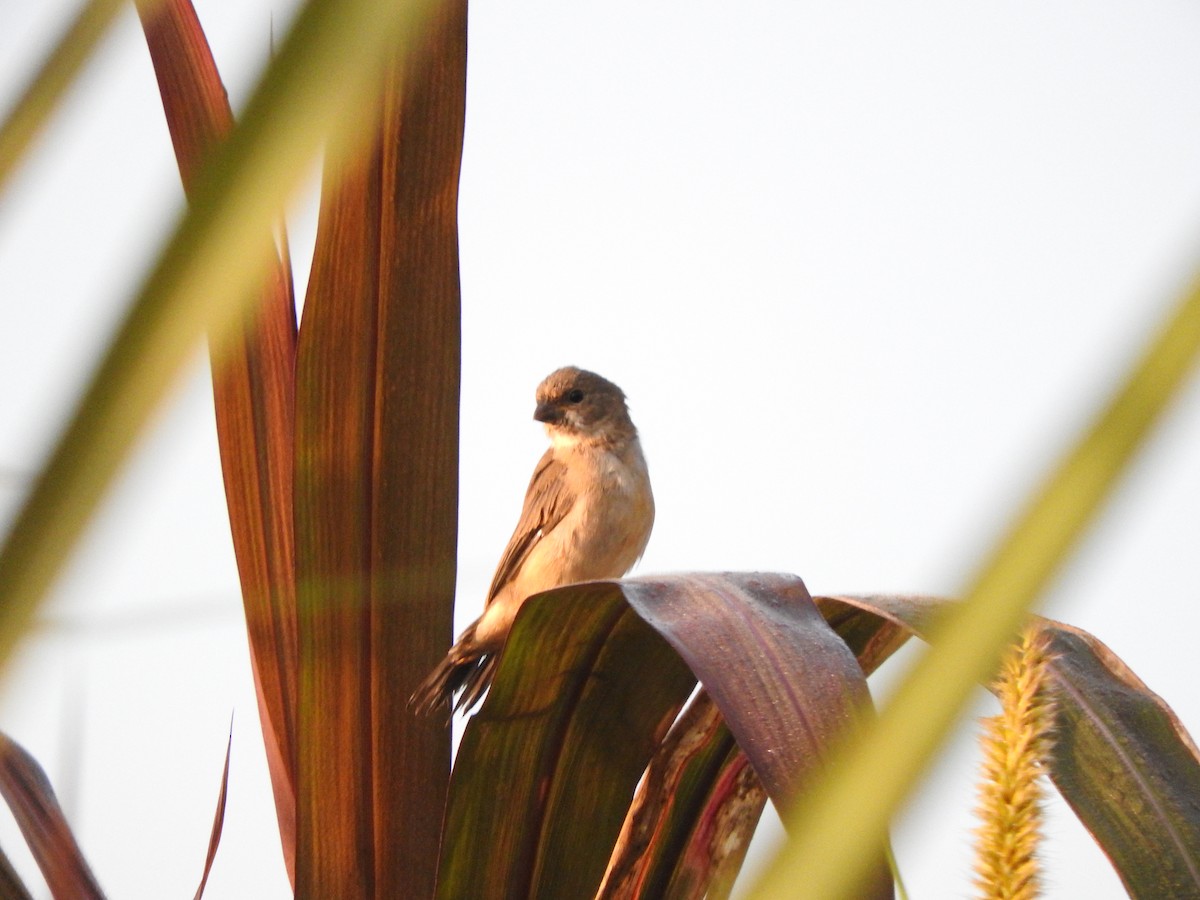 Double-collared Seedeater - ML621387103