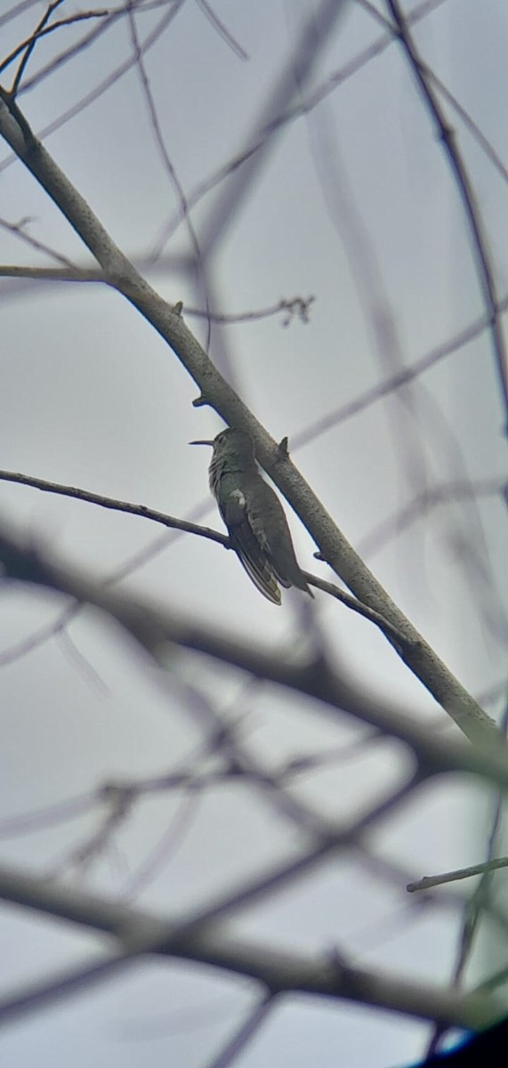 kolibřík skvrnitoprsý - ML621387149