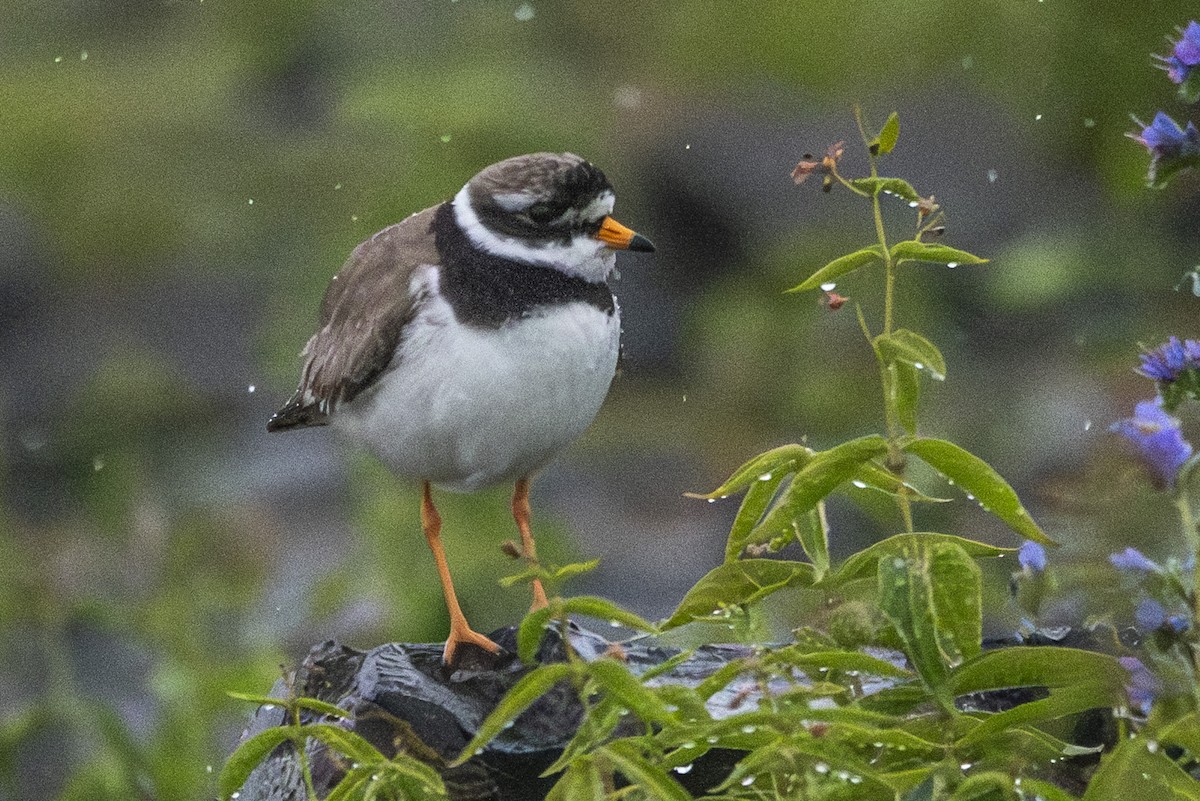 Common Ringed Plover - ML621387245