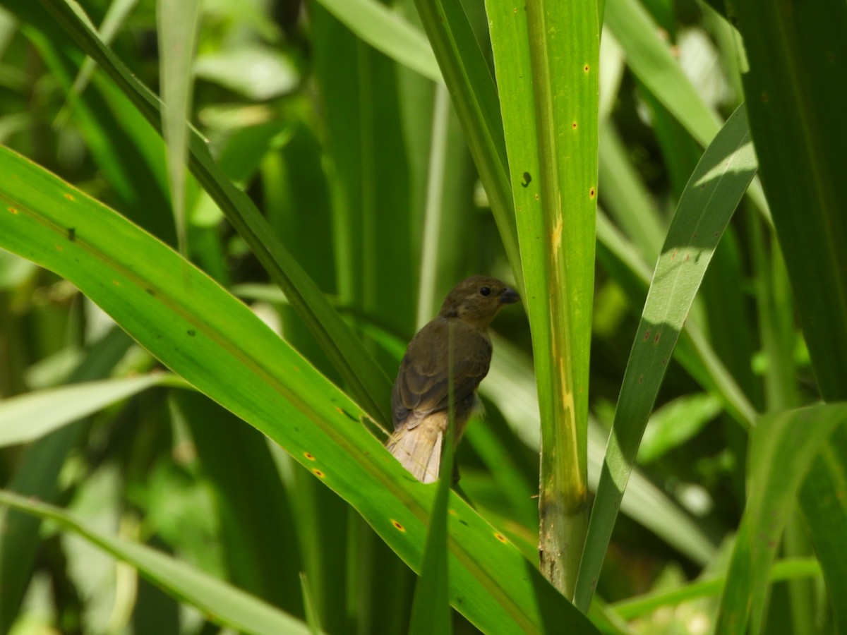 Yellow-bellied Seedeater - ML621387260