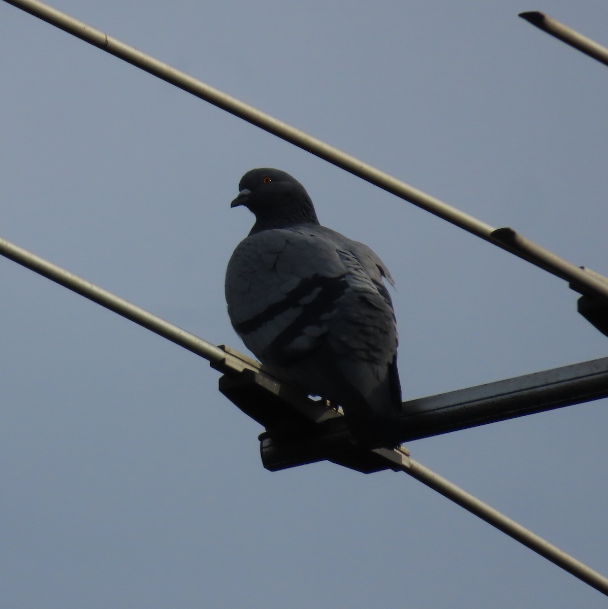 Pigeon biset (forme domestique) - ML621387345