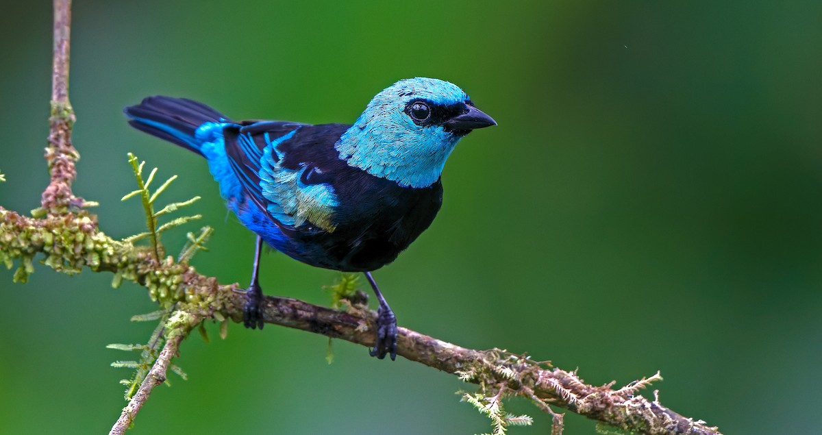 Blue-necked Tanager - ML621387426
