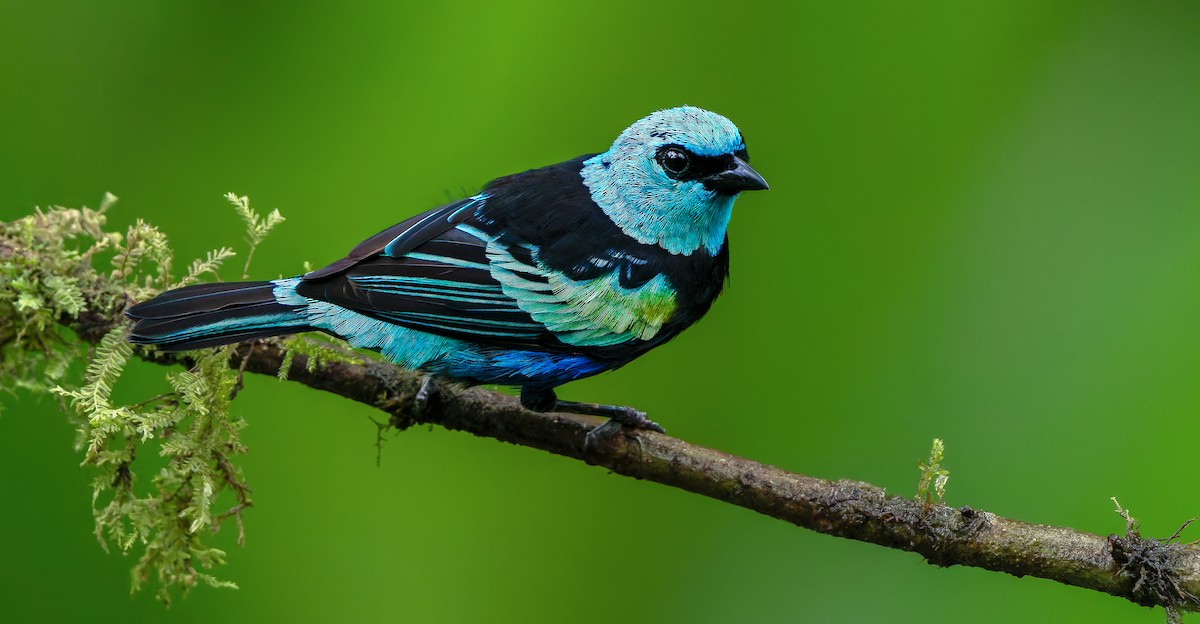 Blue-necked Tanager - ML621387429