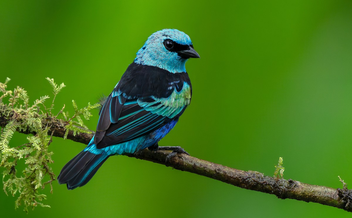 Blue-necked Tanager - ML621387432