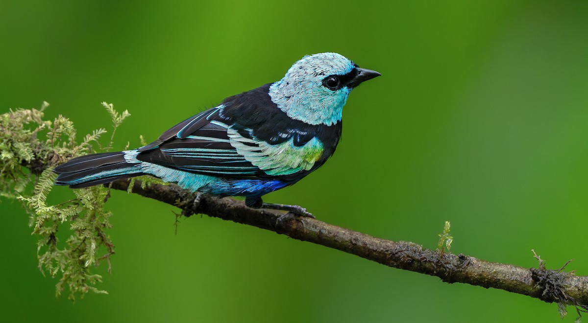 Blue-necked Tanager - ML621387433