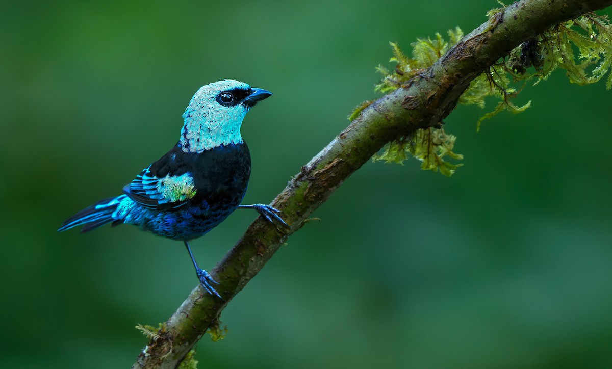 Blue-necked Tanager - ML621387434