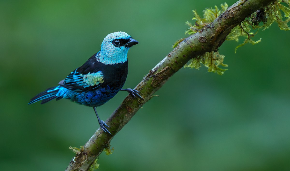 Blue-necked Tanager - ML621387435