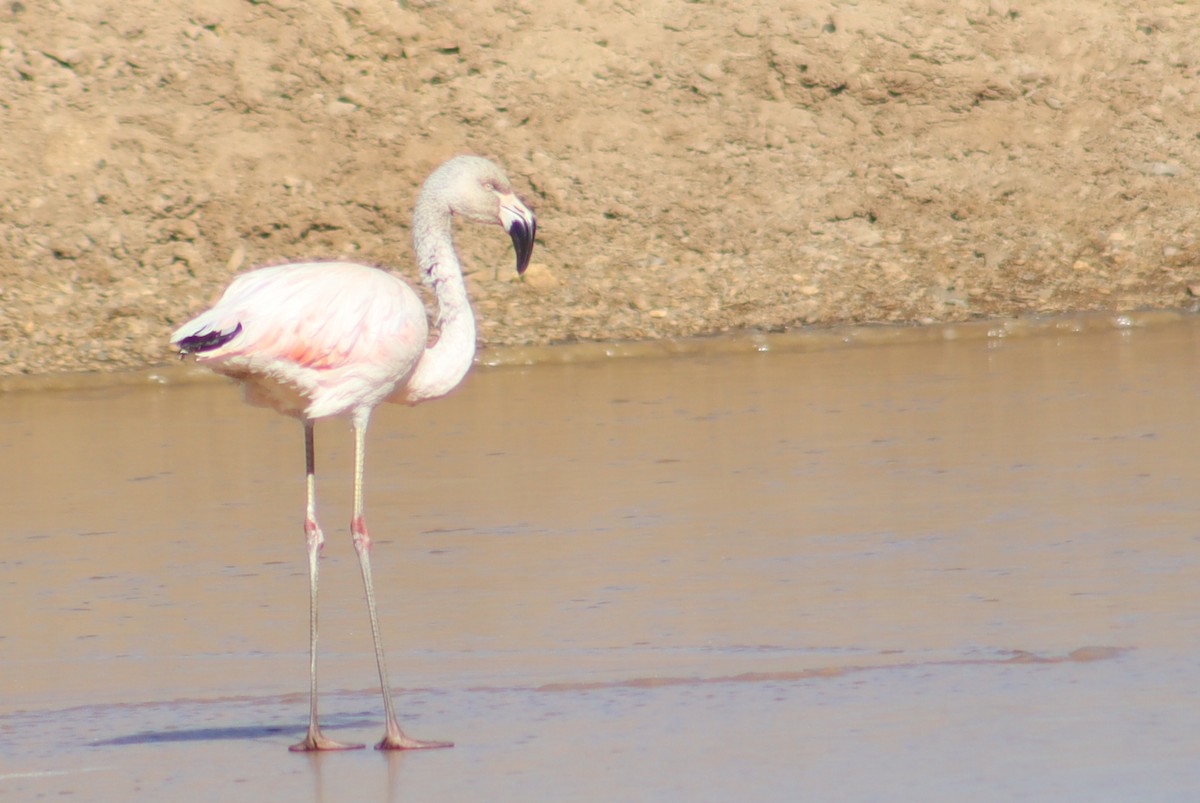 Chilean Flamingo - ML621387449