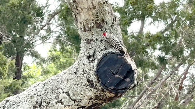 Ladder-backed Woodpecker - ML621387451