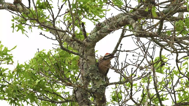 Ladder-backed Woodpecker - ML621387452