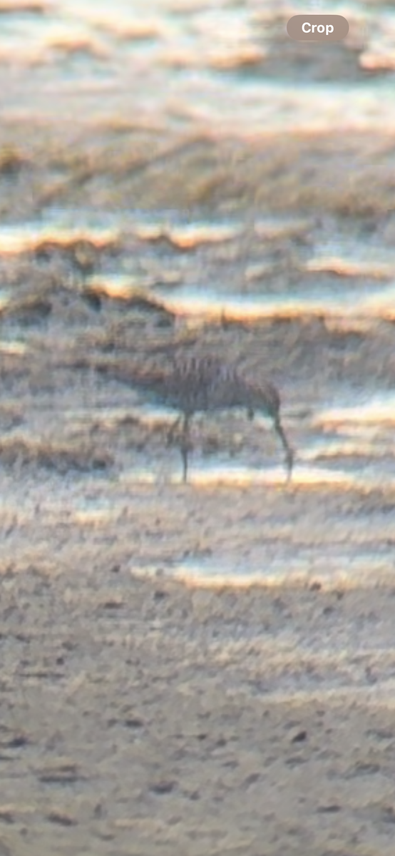 Stilt Sandpiper - ML621387623