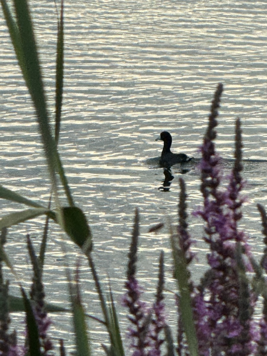 American Coot - ML621387625